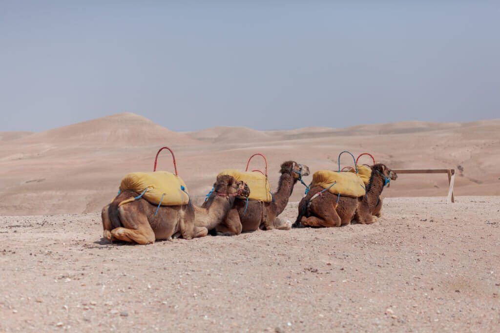 amels-of-a-caravan-resting-in-the-sun-in-moroccan-Agafay-Desert-and-Atlas-Mountains-Day-Trip-and-Camel-Ride-from-Marrakech-tour-by-nomad-excursion-travel-agency