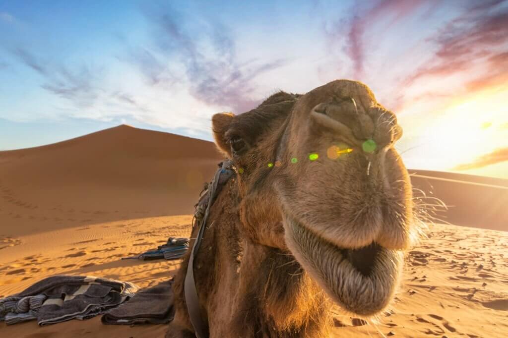 tunning-view-of-a-camel-posing-for-a-picture-on-the-sand-dunes-of-the-merzouga-3-days-2-nights-desert-merzouga-tour-from-marrakech-sahra-tours-by-nomad-excursion-travel-agency