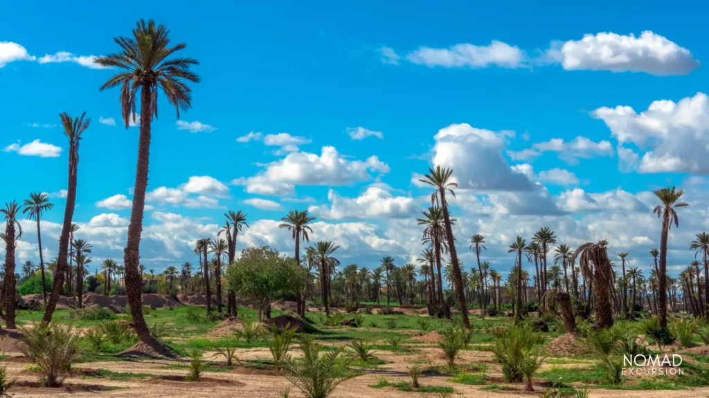 Palmeraie Oasis Marrakech