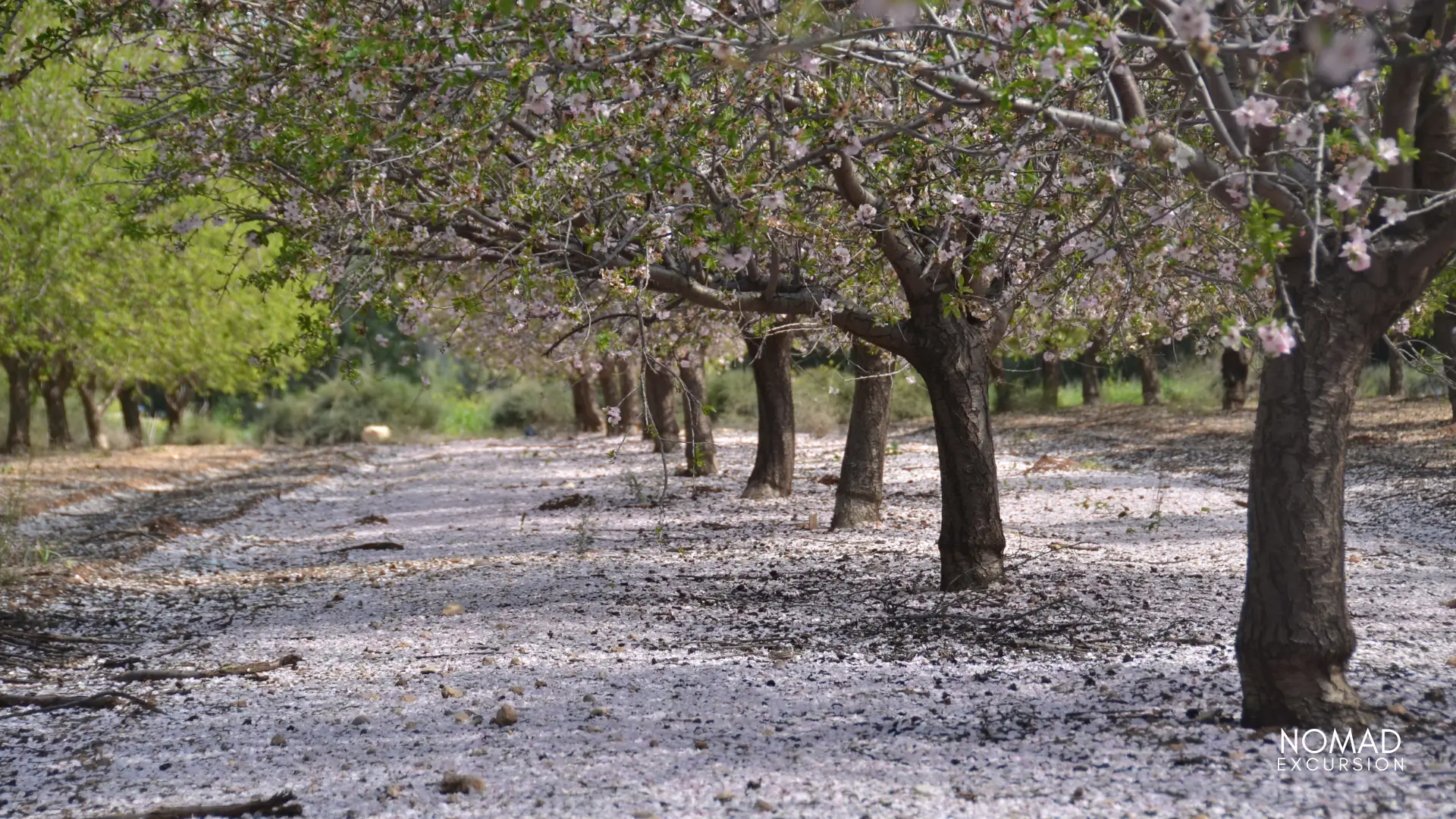 Almond and Cherry Orchards