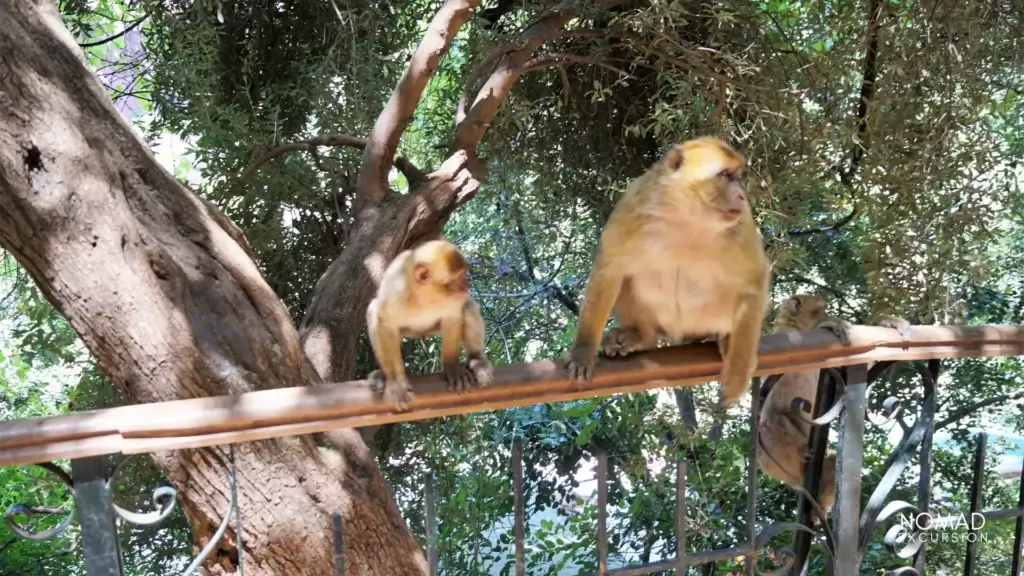 Ouzoud Waterfalls are a natural wonder wildlife