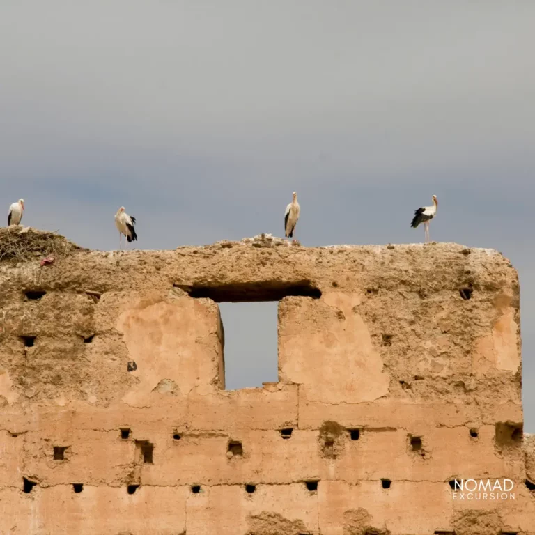 El Badi Palace Birds