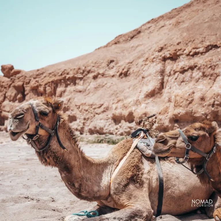 Agafay Desert Camel