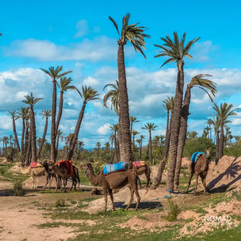 Camel Ride Marrakech at Palmeraie Oasis