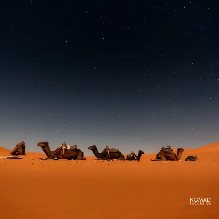 Camels at night in merzouga desert