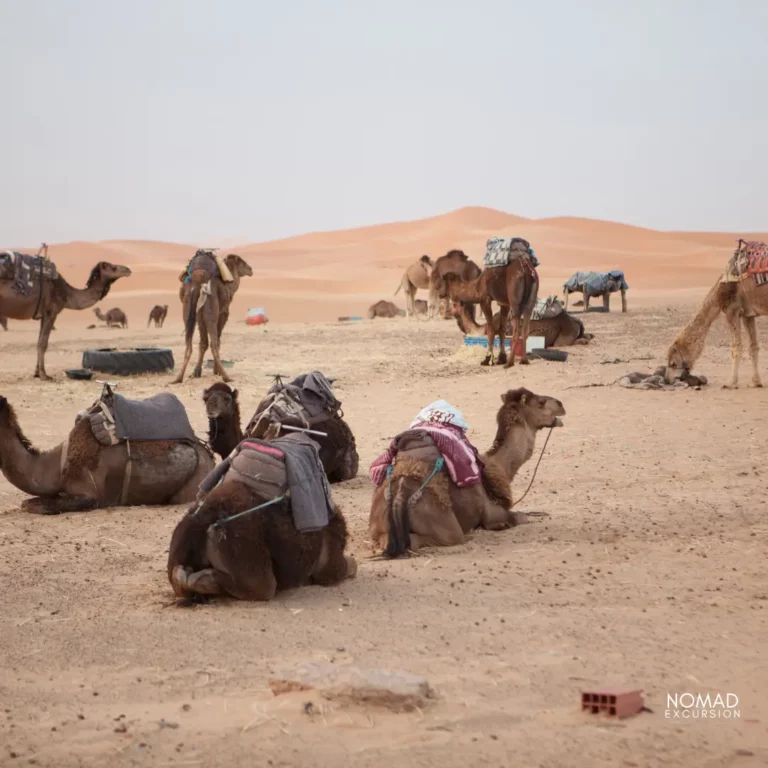 Merzouga Desert Camels