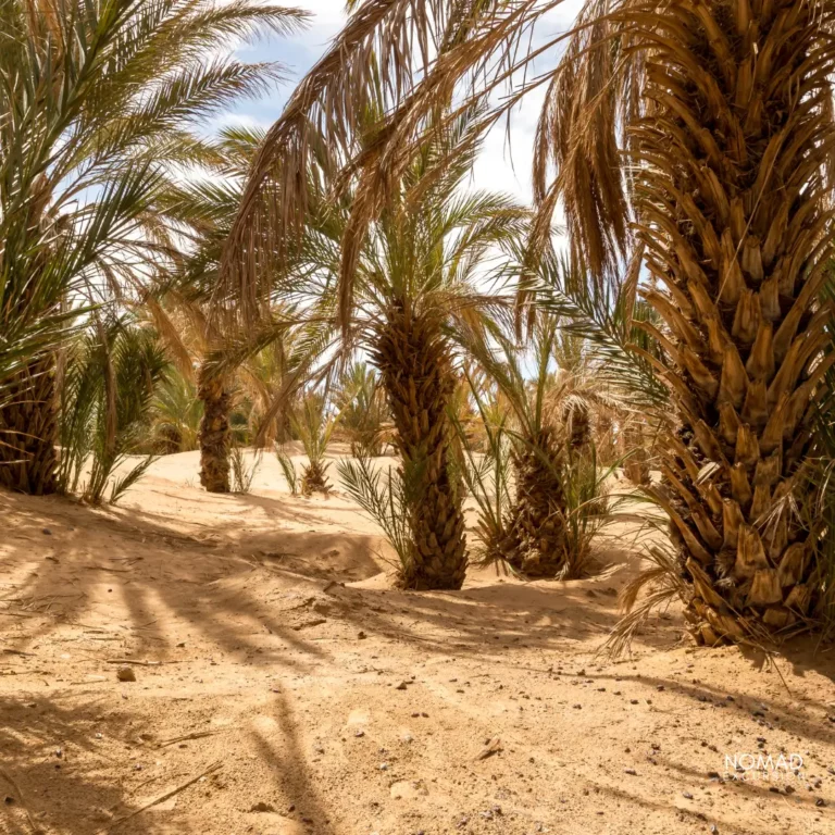 Merzouga Desert Palm Trees