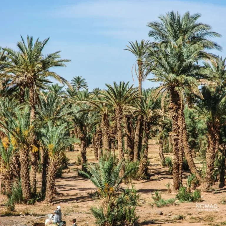 Palm Tree : Sahara Tours From Marrakech To Zagora Desert