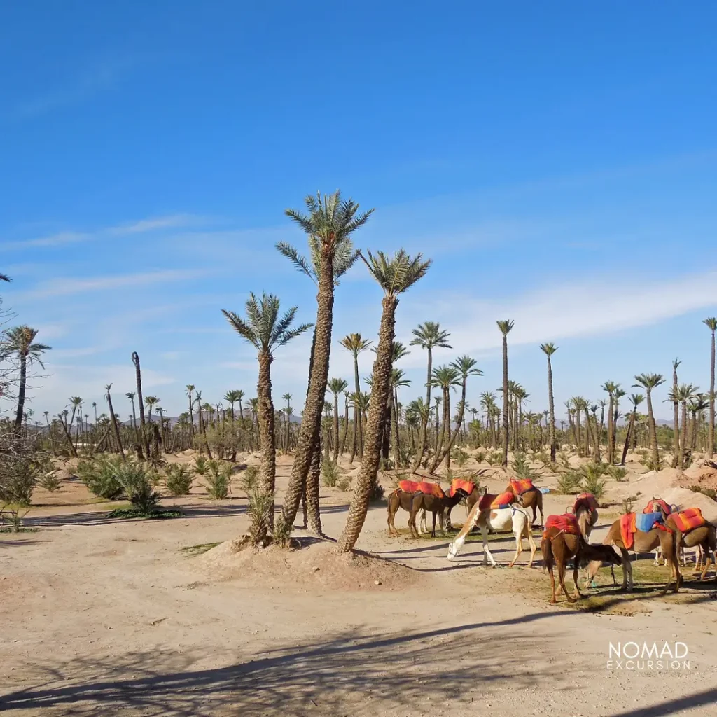 Camel Ride Marrakech