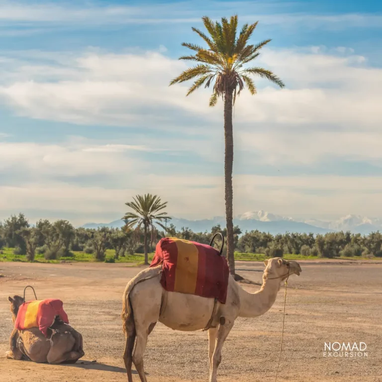 Camel Ride Marrakech